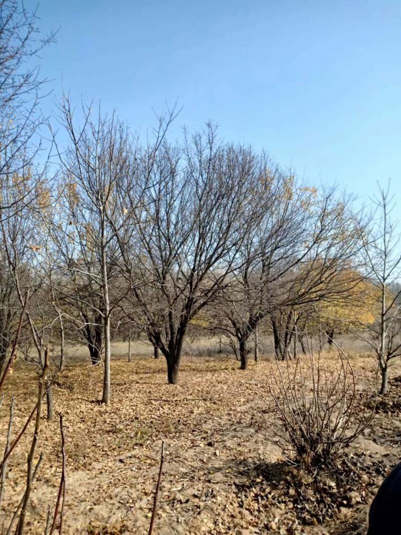 3-20公分山杏，5公分山杏，15公分山杏