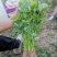 【精品香菜】质量好，价格优惠