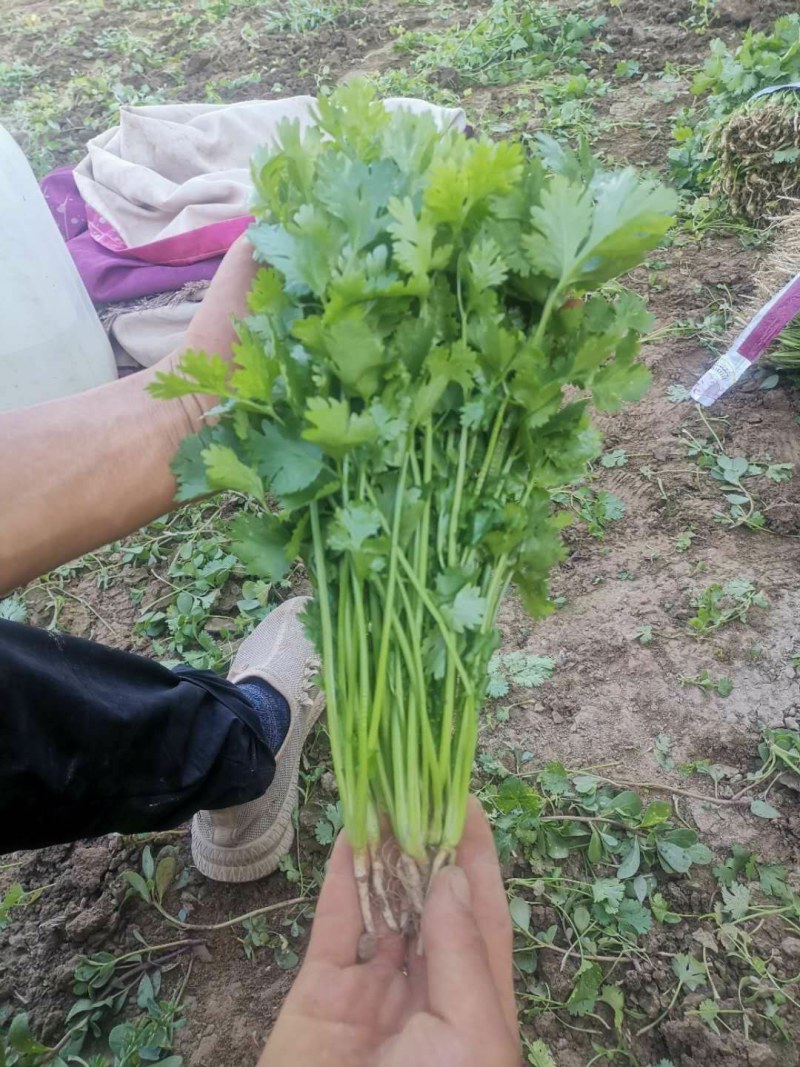 【精品香菜】质量好，价格优惠