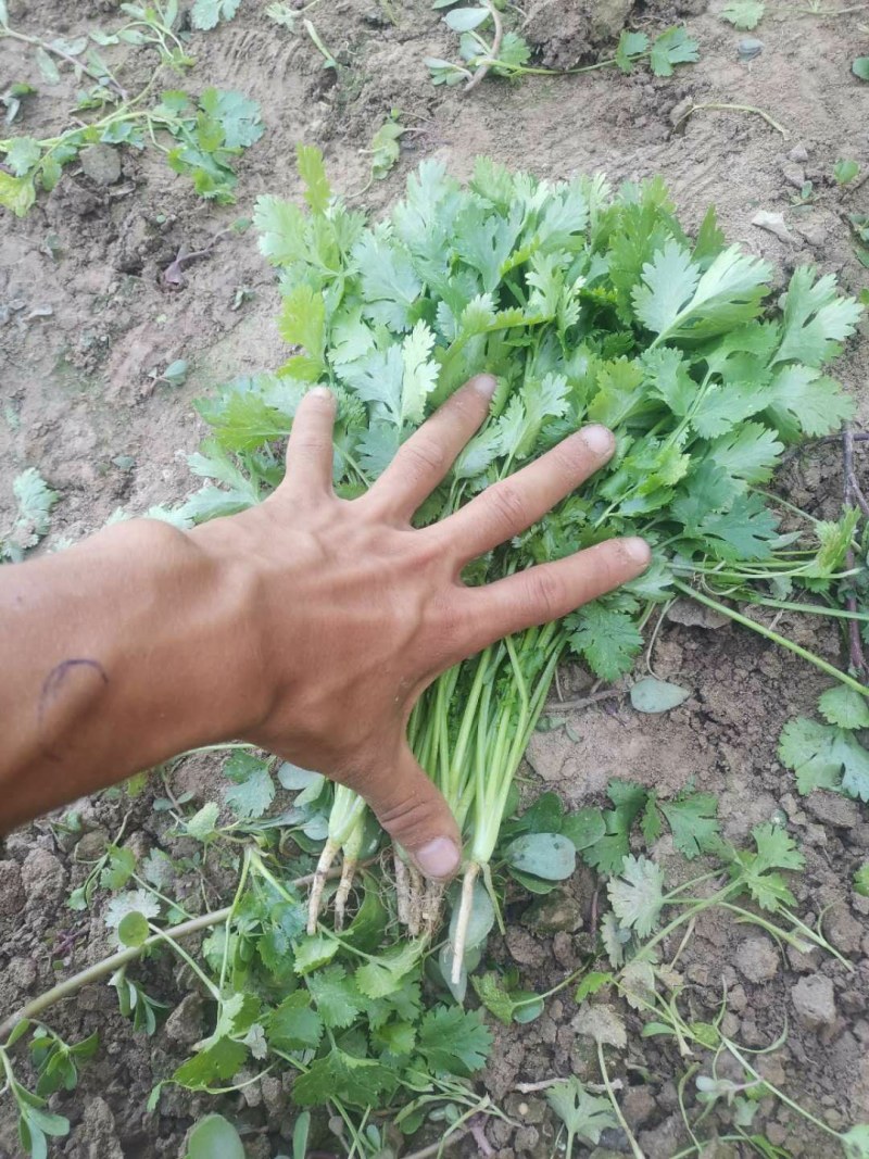 【精品香菜】质量好，价格优惠