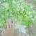 【精品香菜】质量好，价格优惠