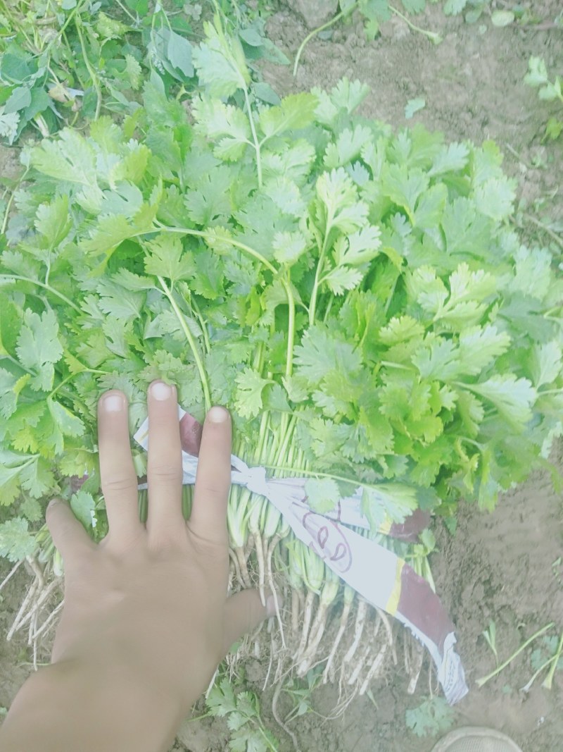 【精品香菜】质量好，价格优惠