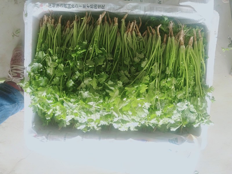 【精品香菜】质量好，价格优惠