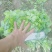 【精品香菜】质量好，价格优惠