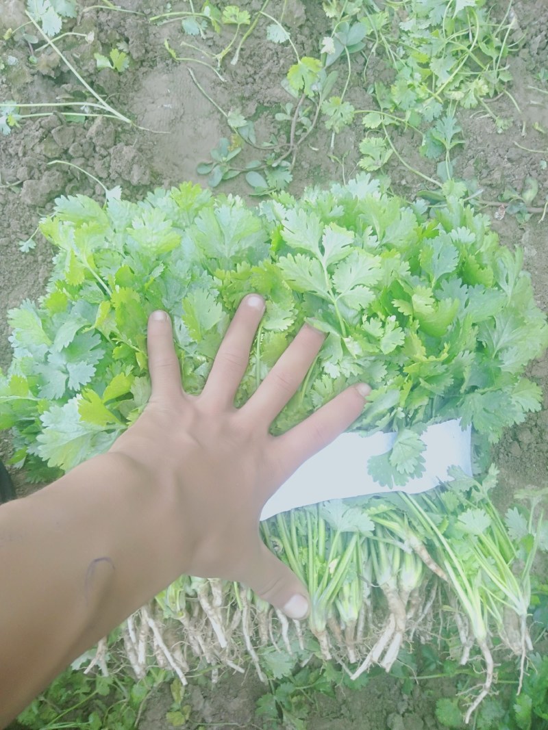 【精品香菜】质量好，价格优惠