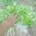 【精品香菜】质量好，价格优惠