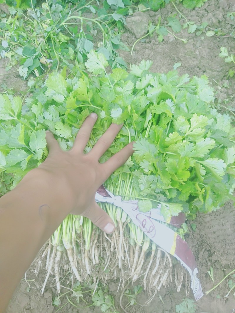 【精品香菜】质量好，价格优惠