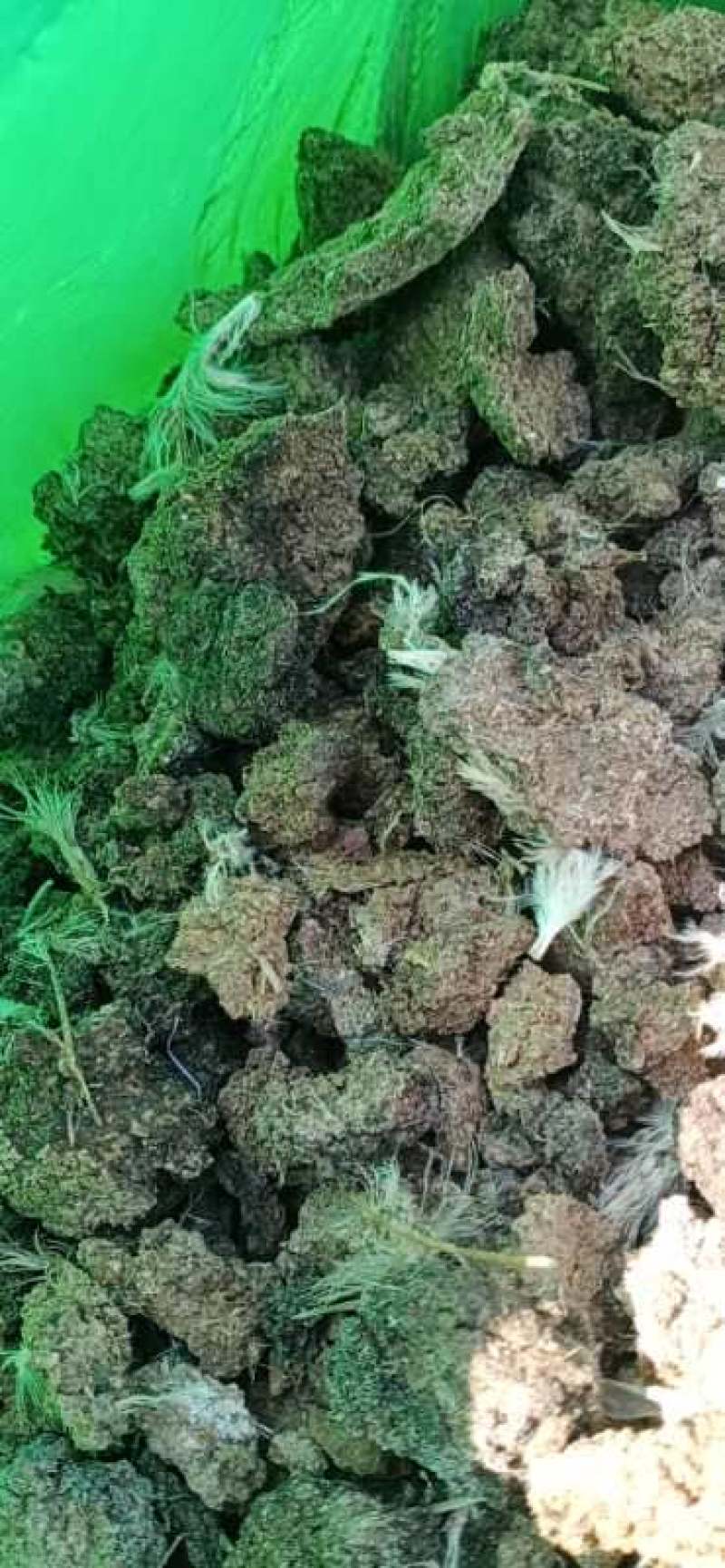 有机发酵羊粪兰花蔬菜羊粪有机肥蓝莓樱桃纯羊粪辽宁樱桃草莓