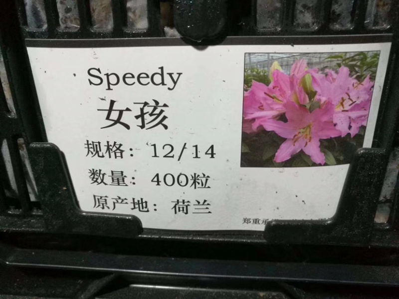 红色百合种球，粉色百合种球，白色百合种球，百合花