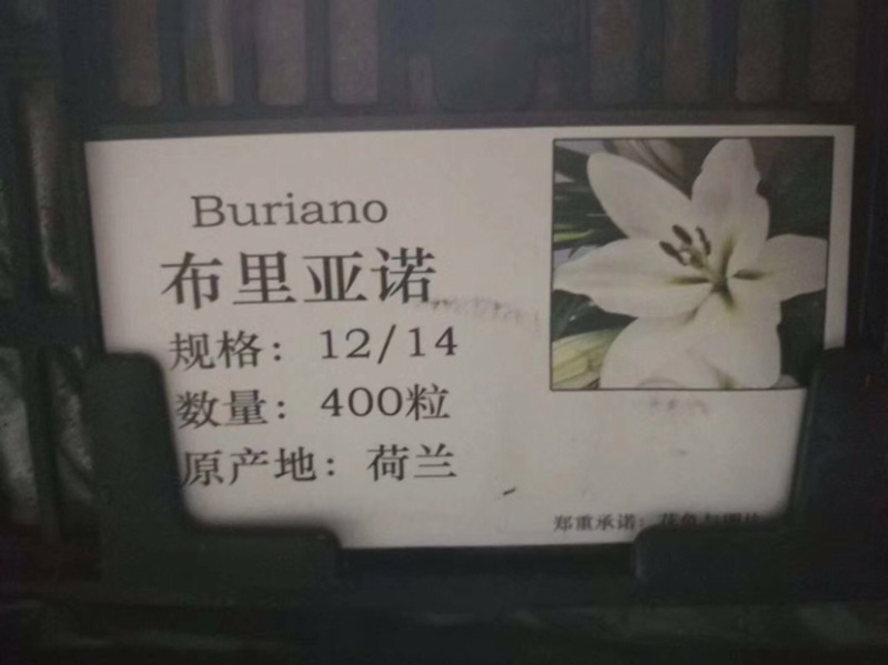 红色百合种球，粉色百合种球，白色百合种球，百合花