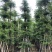 诚信共赢蓝花楹、细叶榄仁12-18公分