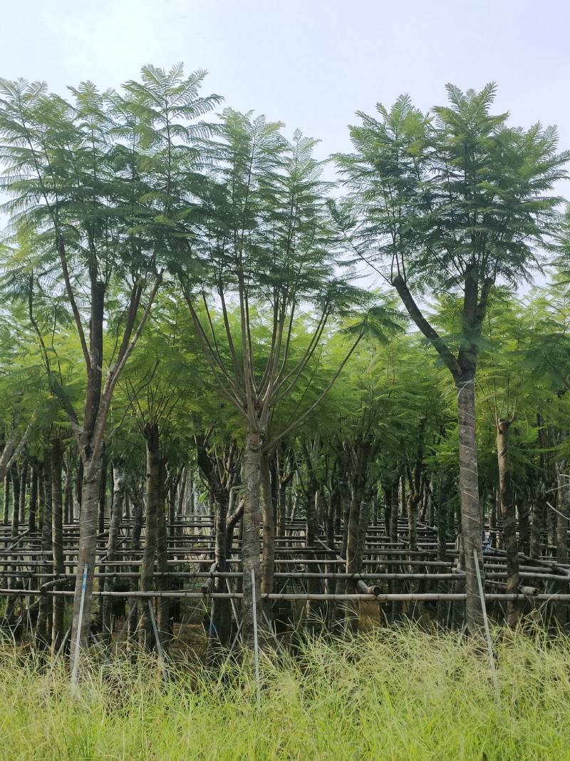 诚信共赢蓝花楹、细叶榄仁12-18公分
