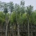 诚信共赢蓝花楹、细叶榄仁12-18公分