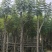 诚信共赢蓝花楹、细叶榄仁12-18公分