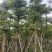 诚信共赢蓝花楹、细叶榄仁12-18公分