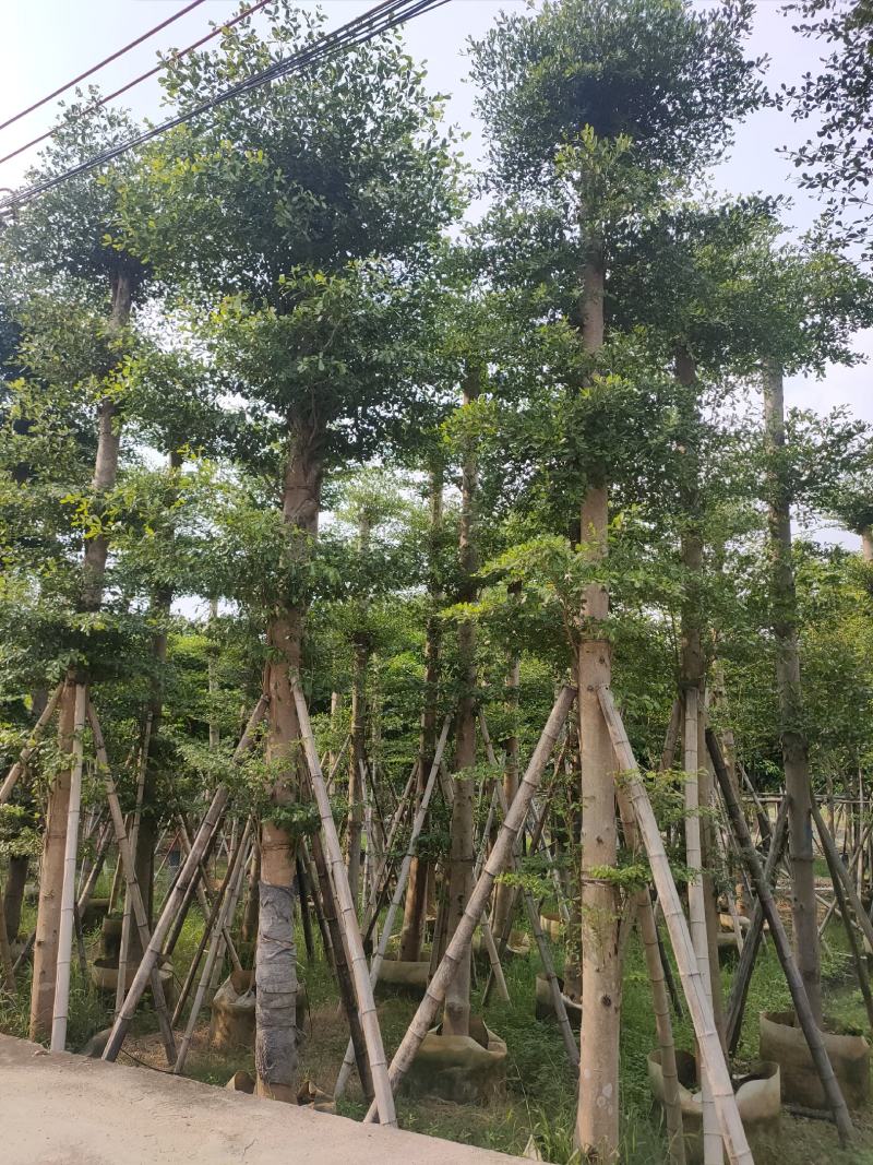 诚信共赢蓝花楹、细叶榄仁12-18公分