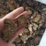 川芎四川产货干切工好过三个筛无沫无杂质