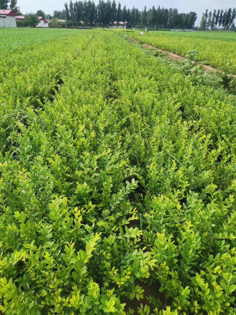 水蜡，水腊苗，水蜡小苗，水蜡球，水腊种植，东北水腊