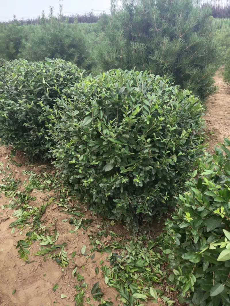 水蜡，水腊苗，水蜡小苗，水蜡球，水腊种植，东北水腊