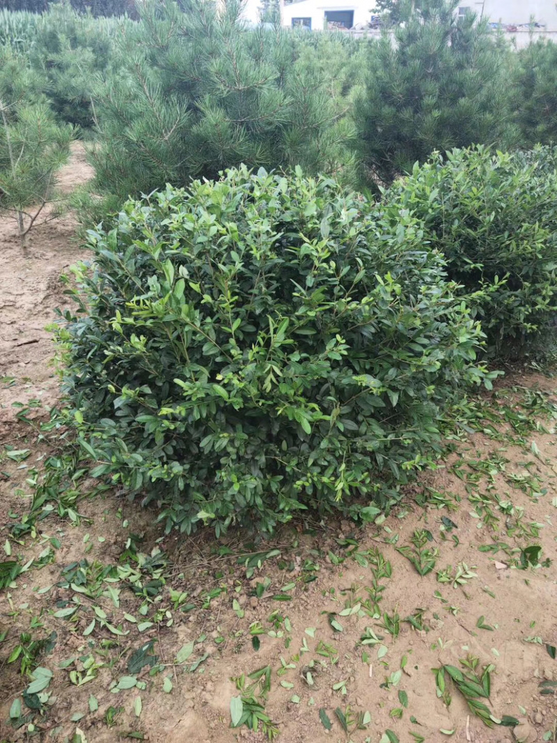 水蜡，水腊苗，水蜡小苗，水蜡球，水腊种植，东北水腊