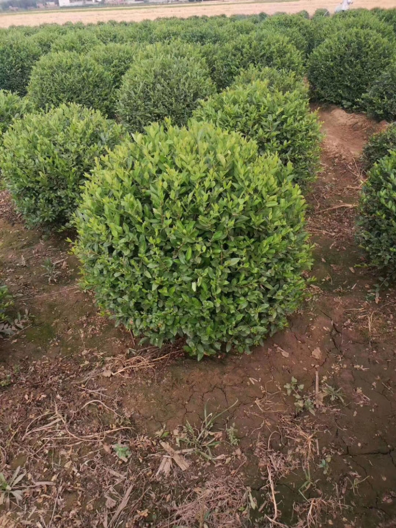 水蜡，水腊苗，水蜡小苗，水蜡球，水腊种植，东北水腊