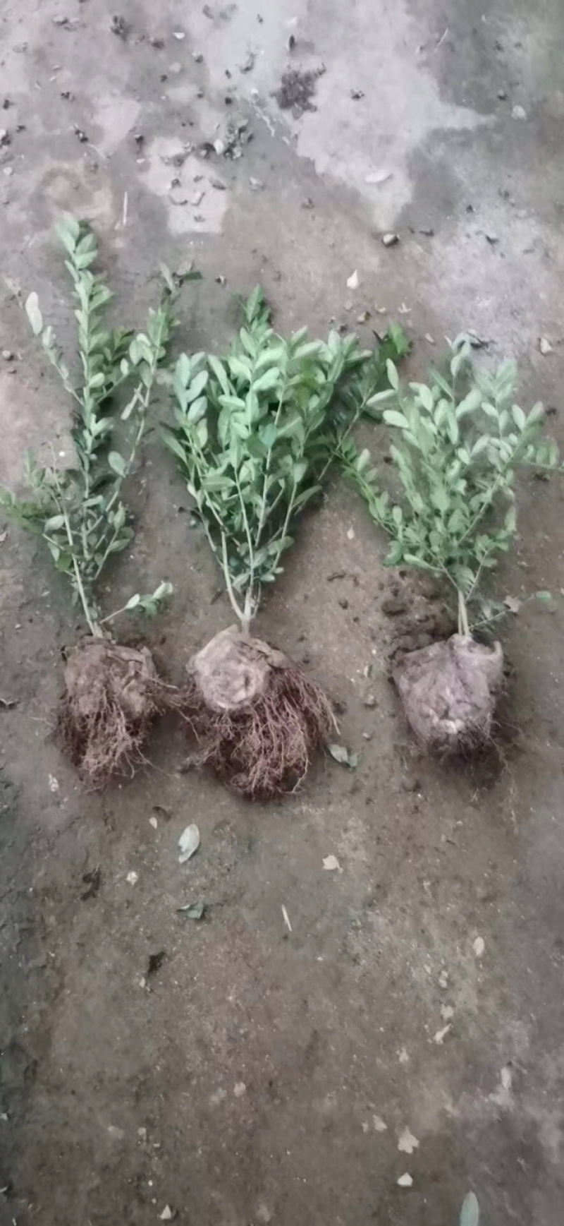 水蜡，水腊苗，水蜡小苗，水蜡球，水腊种植，东北水腊