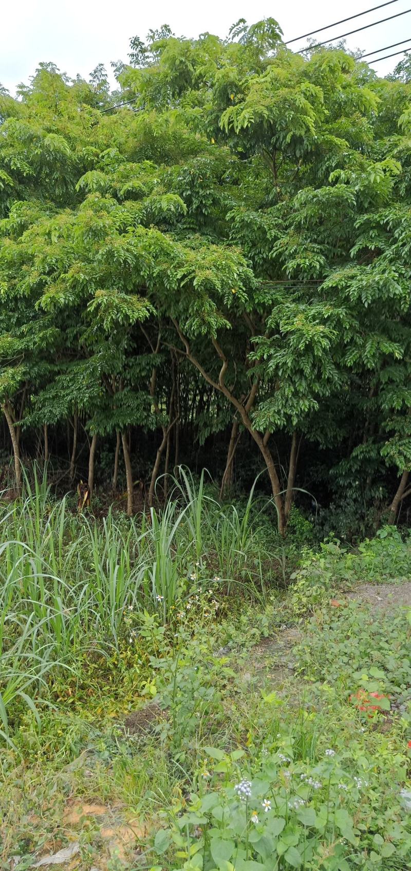 自种正宗海南黄花梨树