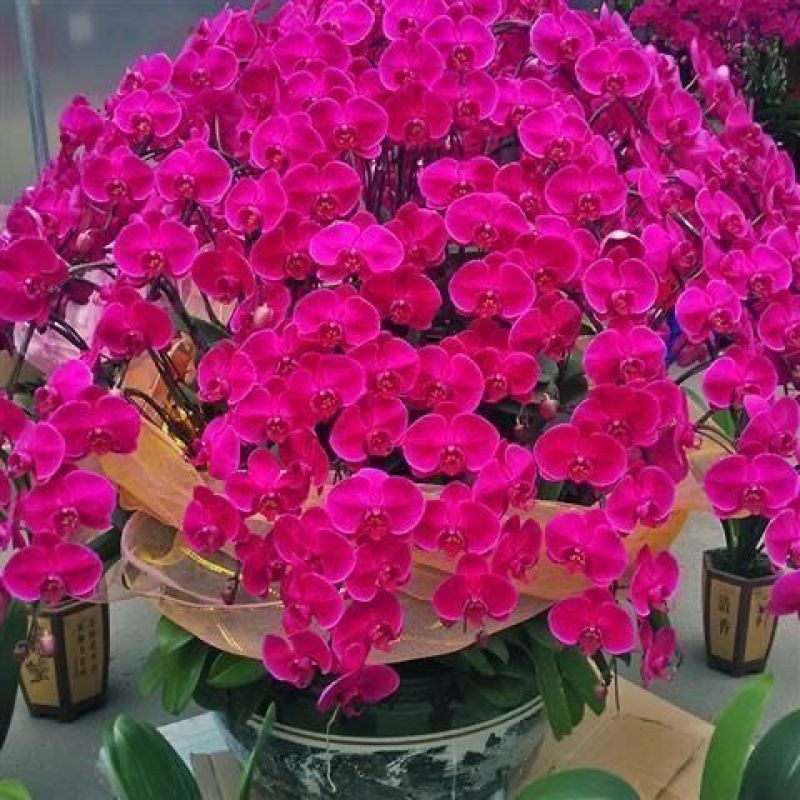 精品大花蝴蝶兰花苗室内盆栽绿植花卉植物四季开
