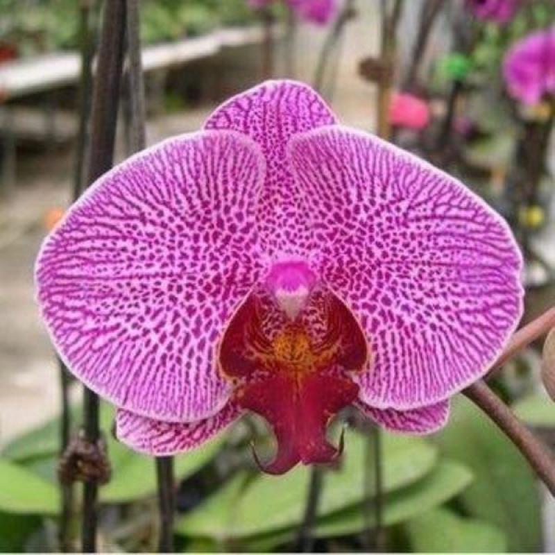 精品大花蝴蝶兰花苗室内盆栽绿植花卉植物四季开