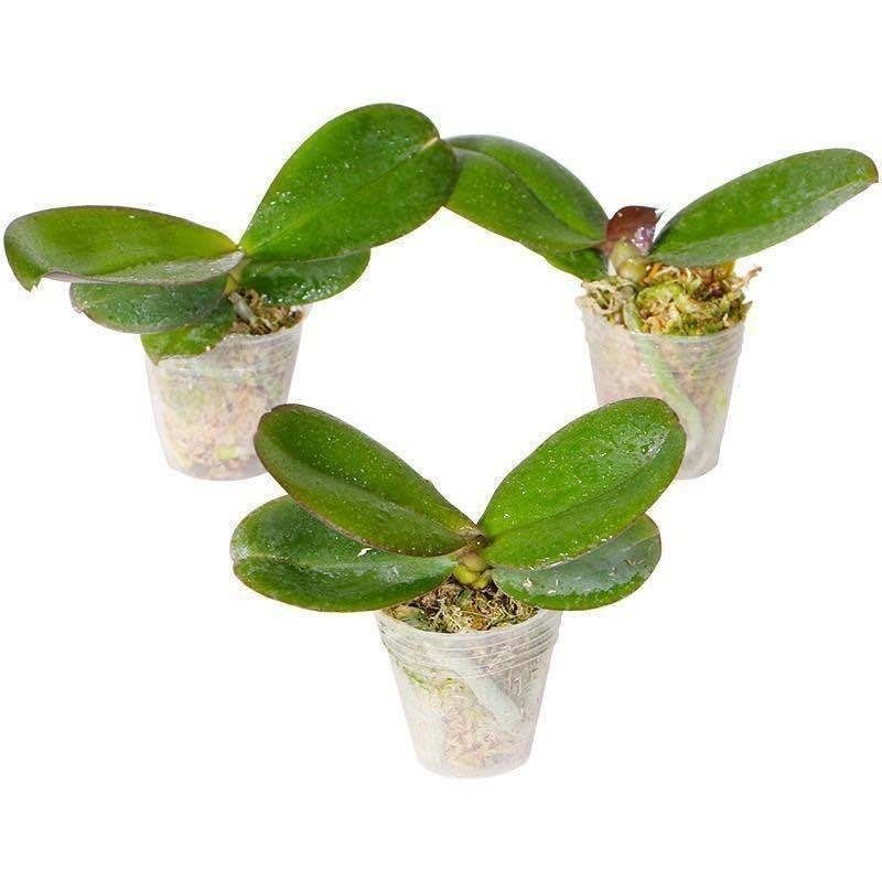 精品大花蝴蝶兰花苗室内盆栽绿植花卉植物四季开