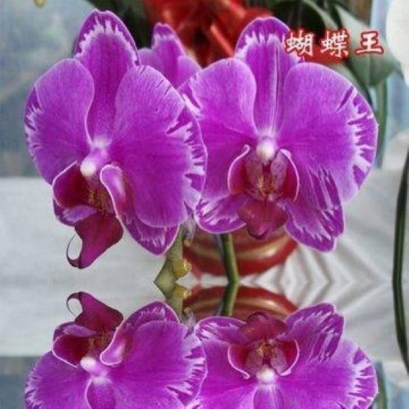 精品大花蝴蝶兰花苗室内盆栽绿植花卉植物四季开