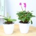 精品大花蝴蝶兰花苗室内盆栽绿植花卉植物四季开