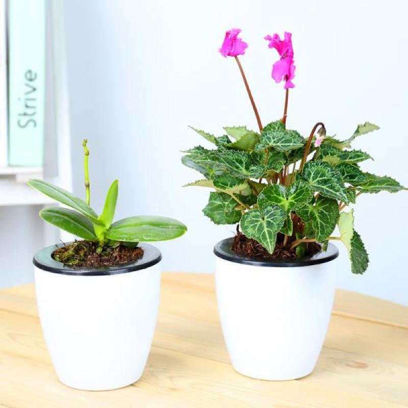 精品大花蝴蝶兰花苗室内盆栽绿植花卉植物四季开