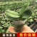精品大花蝴蝶兰花苗室内盆栽绿植花卉植物四季开