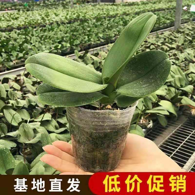 精品大花蝴蝶兰花苗室内盆栽绿植花卉植物四季开