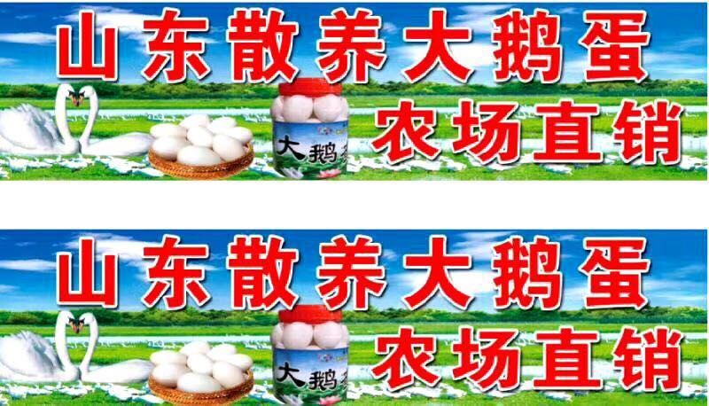 《山东散装大鹅蛋》个头大、质量好、味道香、营养丰富