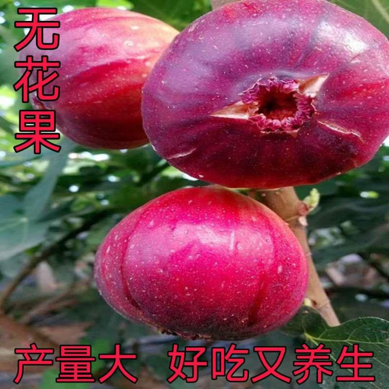 盆栽无花果带营养杯发货原土发货