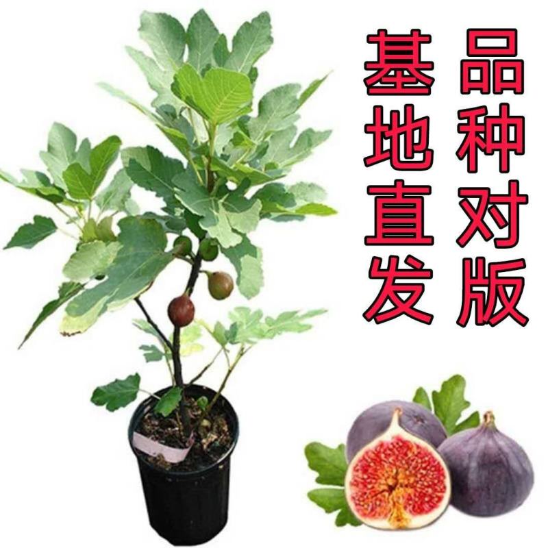 盆栽无花果带营养杯发货原土发货