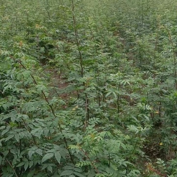 出售嫁接无刺花椒苗的枮木八月花椒苗