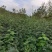 出售嫁接无刺花椒苗的枮木八月花椒苗