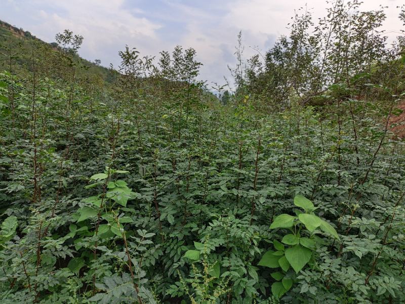 出售嫁接无刺花椒苗的枮木八月花椒苗