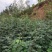 出售嫁接无刺花椒苗的枮木八月花椒苗