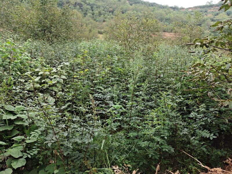 出售嫁接无刺花椒苗的枮木八月花椒苗