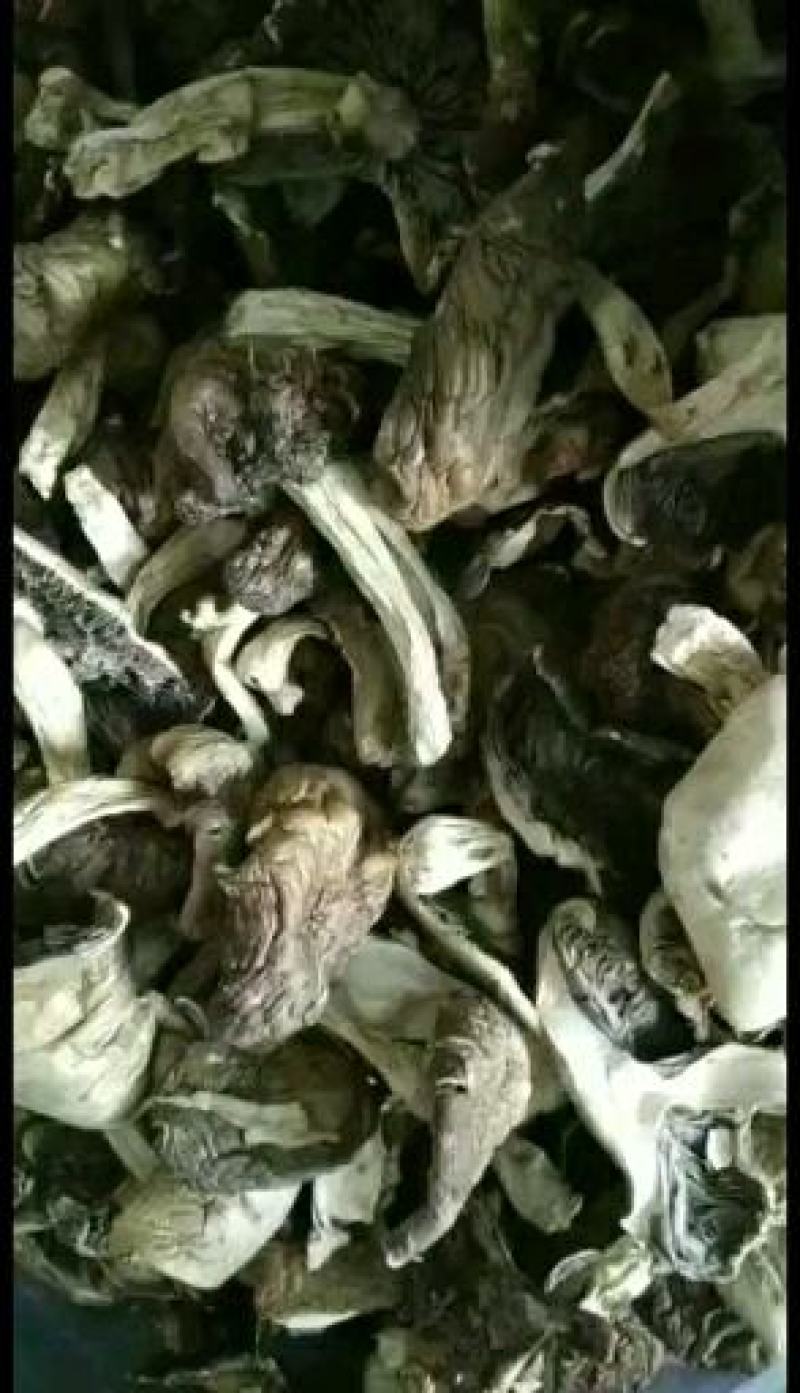蘑菇，干品蘑菇，蘑菇干，赤松茸，次菇，一件代发，基地直供