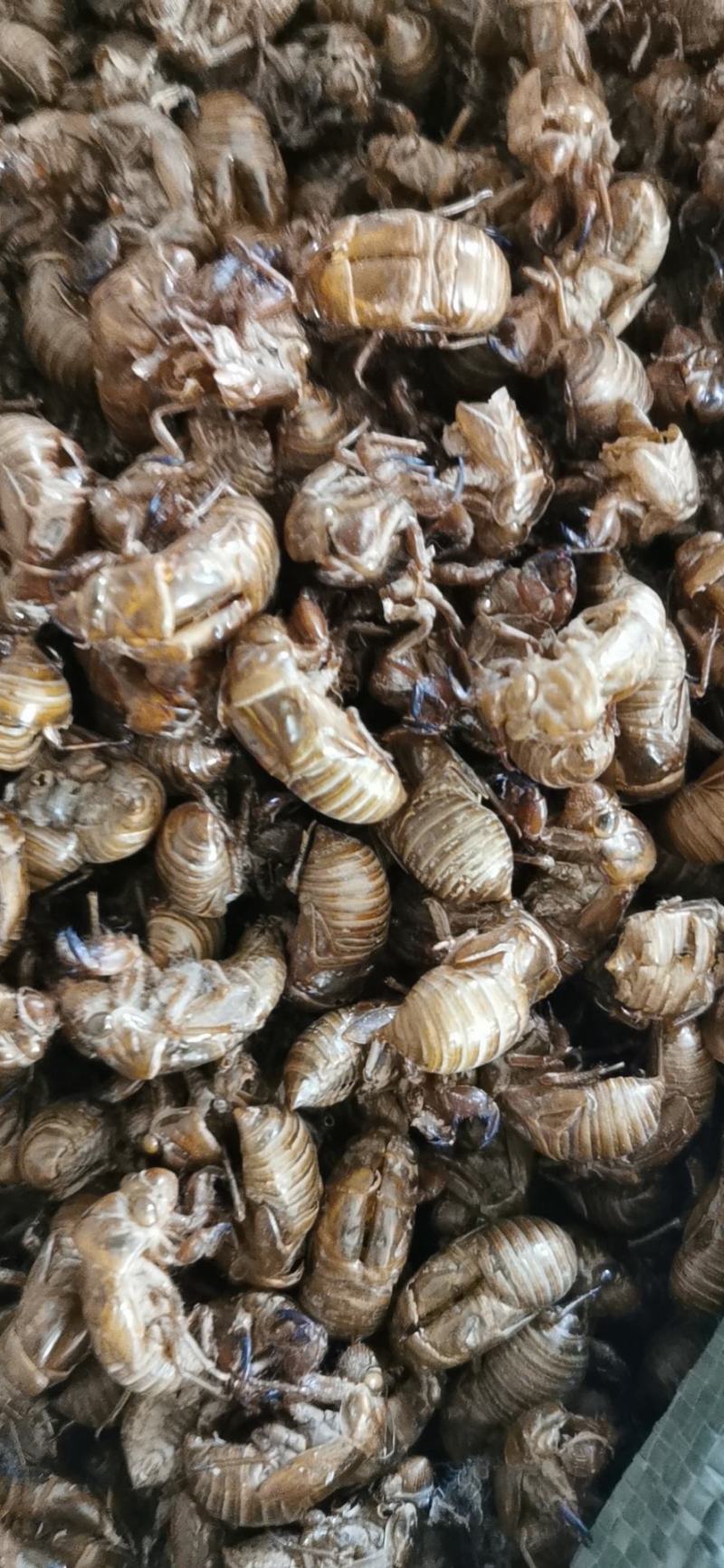 鳖甲大货，药厂大货，常年供应，大货散货出售，