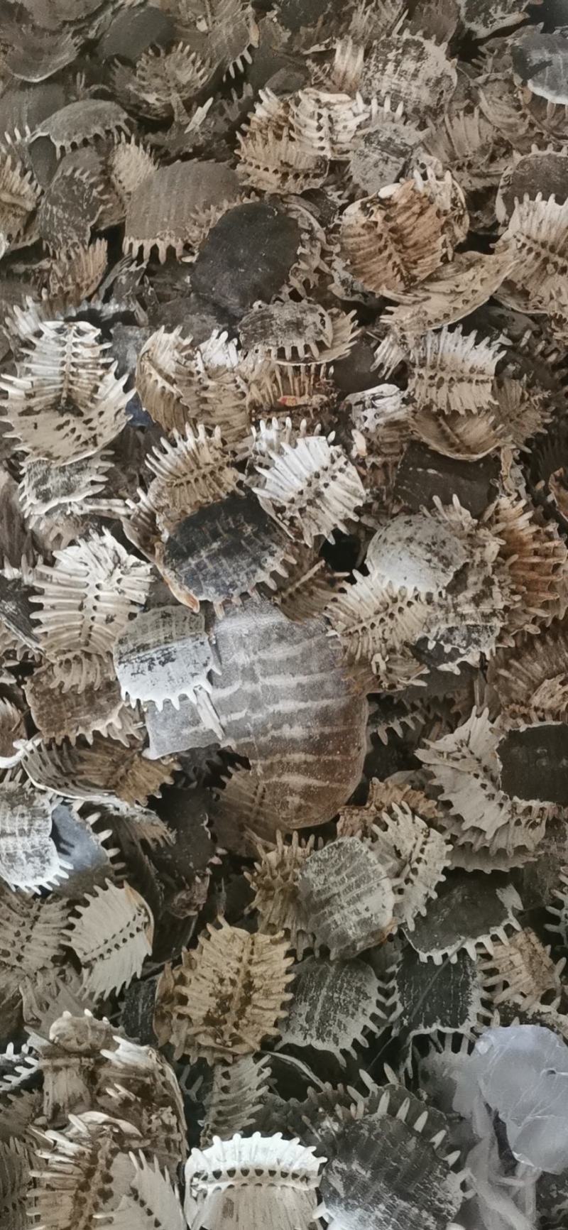 鳖甲大货，药厂大货，常年供应，大货散货出售，