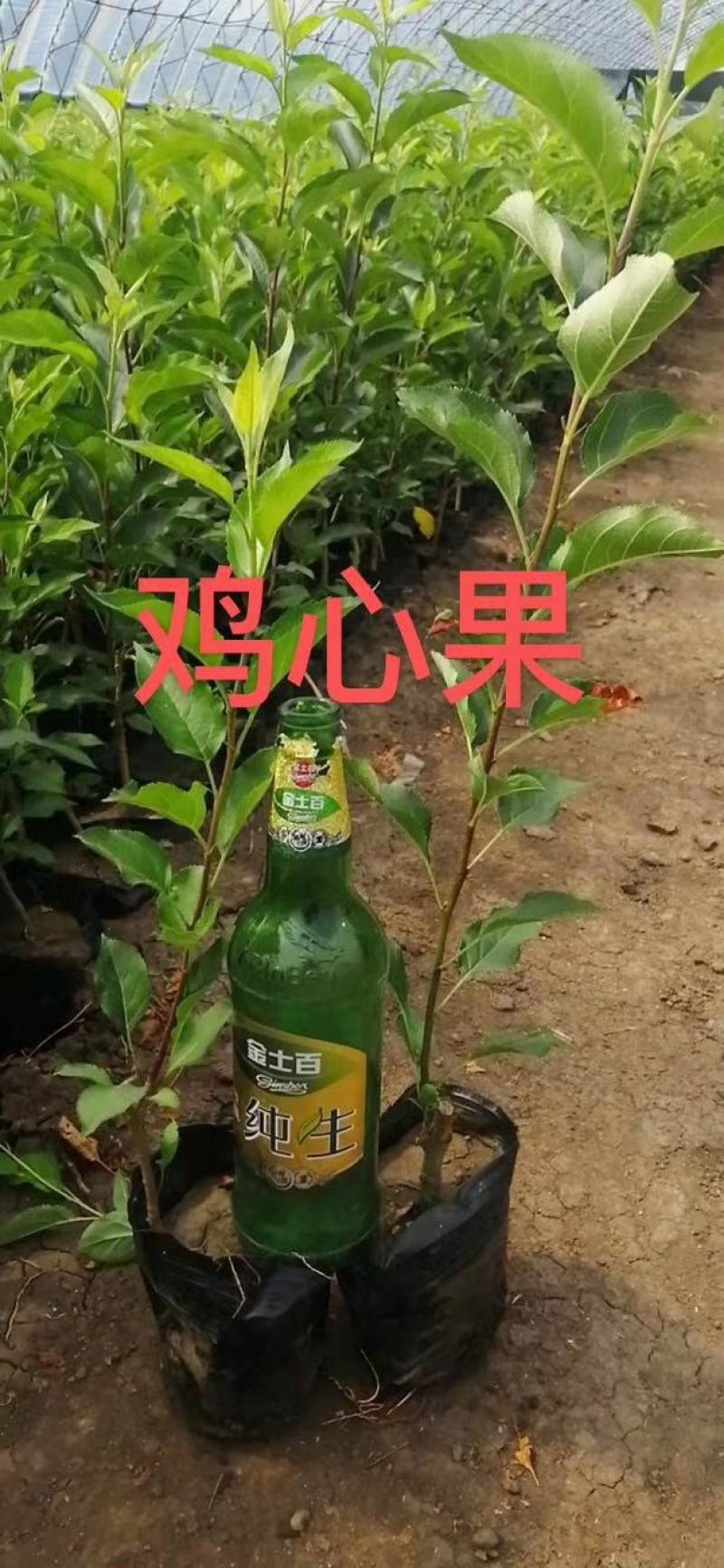吉林精品鸡心果树苗锦绣海棠产地直发一手货源品质保证