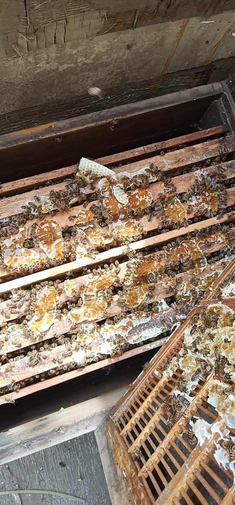 农家土蜂蜜、野生土蜂蜜