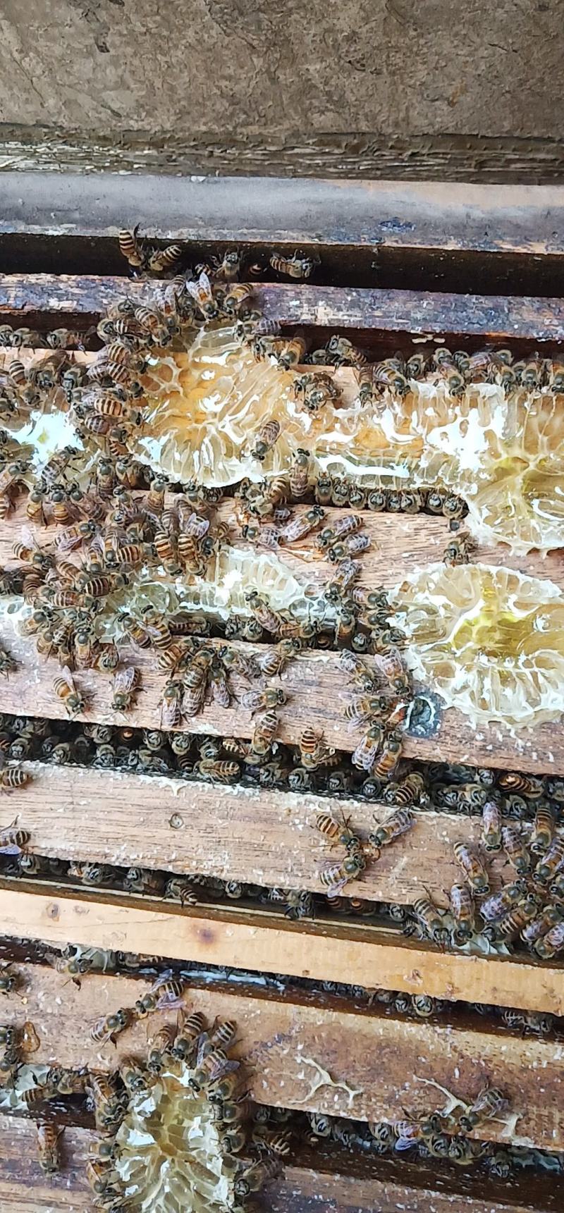 农家土蜂蜜、野生土蜂蜜
