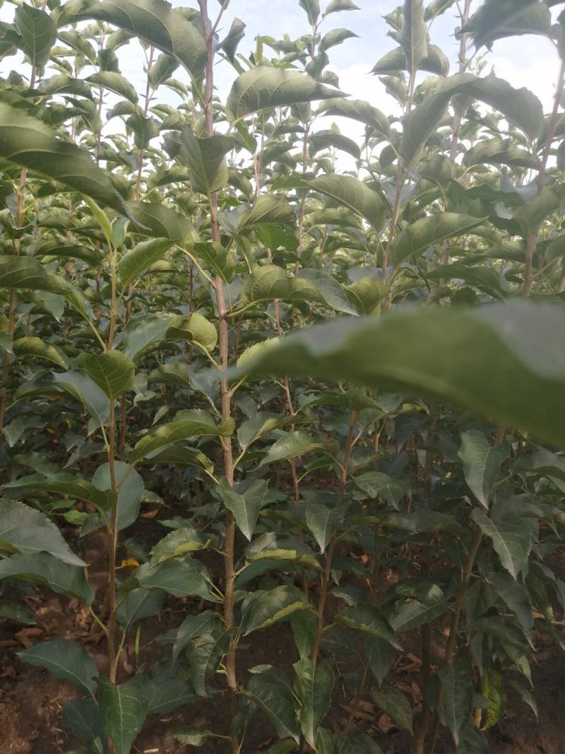 吉林精品鸡心果树苗锦绣海棠产地直发一手货源品质保证